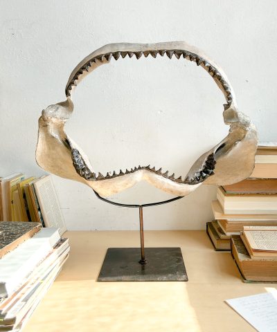 Mandíbula tiburón Acevedo decoración